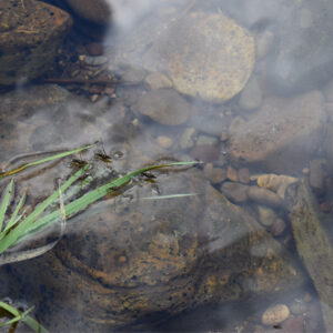 Water Skippers 52421