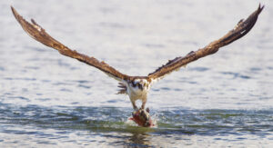ChristineHaines_Osprey2-1024x683