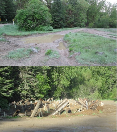 Area treated before and after restoration, Photo by Geoff Harvey